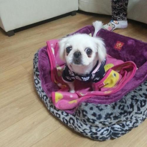 인천 제물포 페키여아 보호중입니다