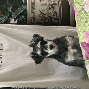 도도를 찾습니다