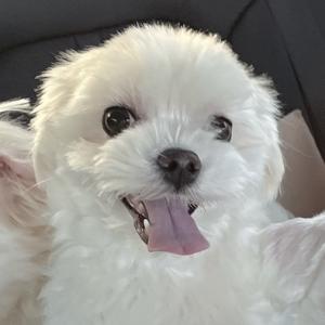 (가평)흰색 강아지 찾아요