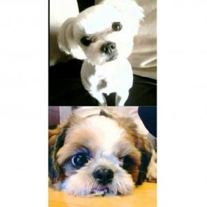 (수원)시추, 싼이를 찾습니다