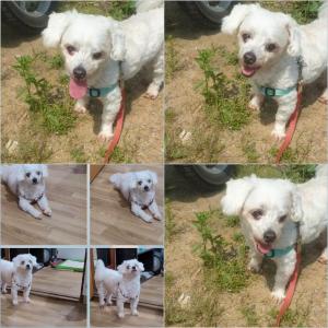 말티푸>>뚱이<<를찾습니다 도와주세요ㅜㅜ