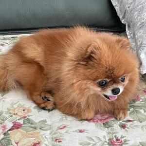 갈색 포메라니안 실종