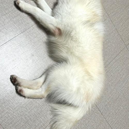 왈츠 (스피츠) / 나이 3살 / 남아 무료 분양합니다.