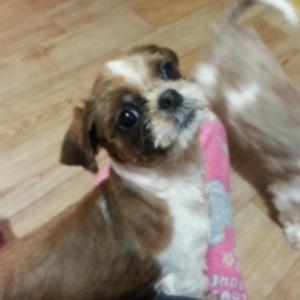 인천서구 시츄남아 찾습니다