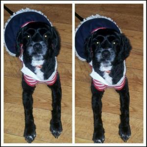 검정색코카스파니엘