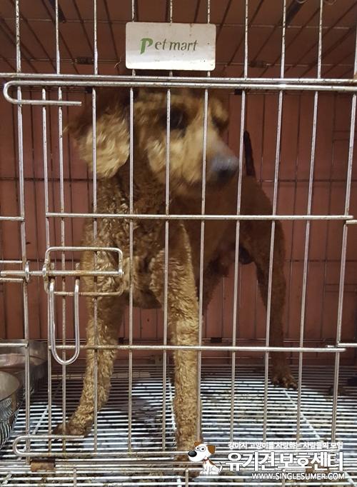 천안유기동물보호소에서 1살추정 갈색푸들 남아 분양보냅니다~