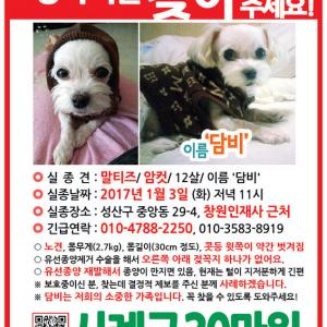 창원 말티즈 암컷 관심있게 봐주세요