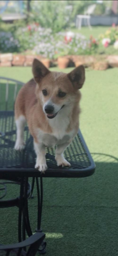 하남 강아지 찾아주세요~~~