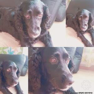 우리강아지  땡큐를 찾아주세요