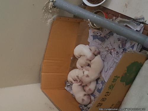 경북 새끼 강아지 분양합니다.-믹스견