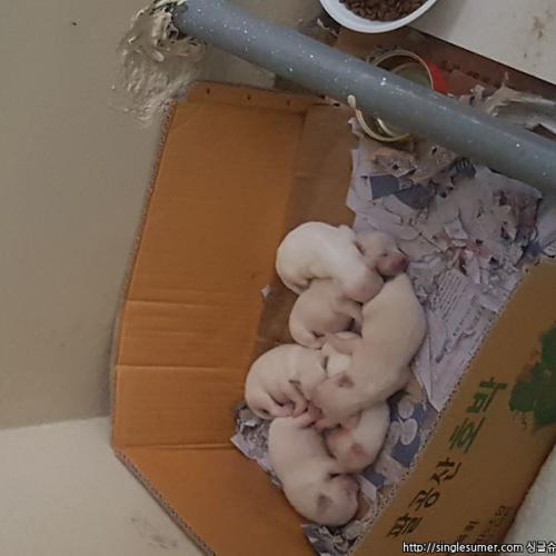 경북 새끼 강아지 분양합니다.-믹스견