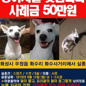 화성 화수사거리 스피츠 찾습니다!!!! 꼭좀 봐주세요