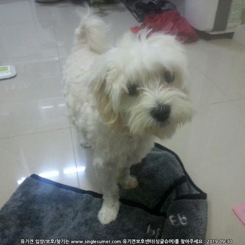 강서화곡동말티남아