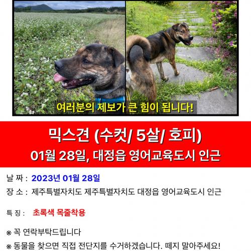 반려견을 찾습니다