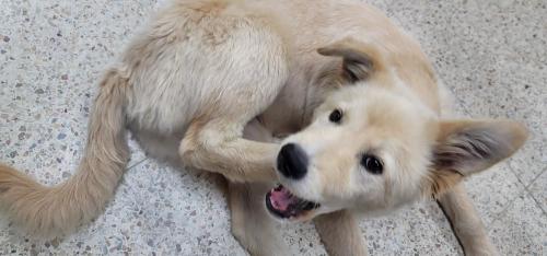 파주시 조리읍 강아지 보호중이예요