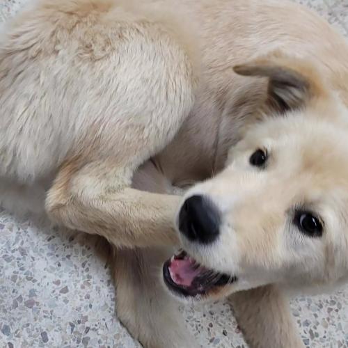 파주시 조리읍 강아지 보호중이예요
