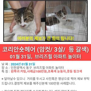 고양이를 애타게 찾습니다.