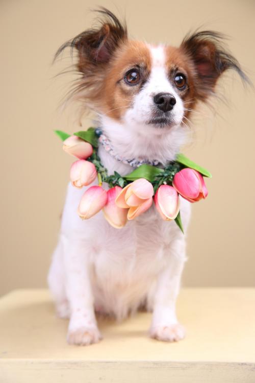 임보견 하늘이 가족찾아요