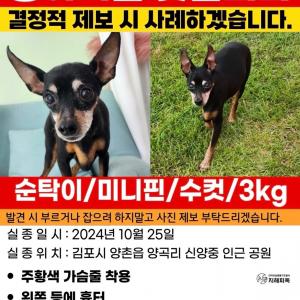 미니핀 찾습니다