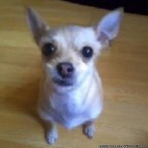 잃어버린 댕이를 찾습니다