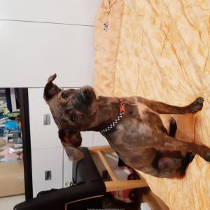 진주시 저희 딸 장구를 찾아요