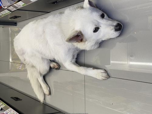 중랑구 묵동에서 흰색 진돗개 암컷
