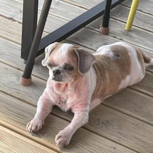 시츄를 찾습니다.