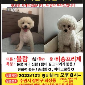 수원시 파장동 비숑 찾아요