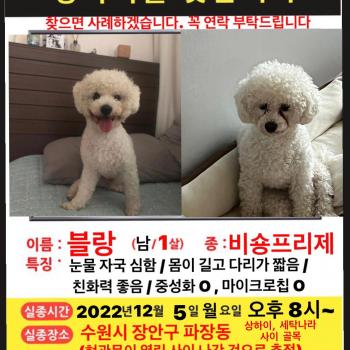 수원시 파장동 비숑 찾아요