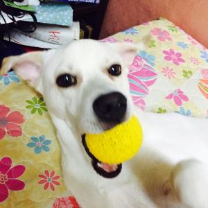 경기광주퇴촌면믹스견똘이찾습니다