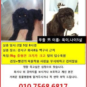 강서구에서 실종된 큰 검정 푸들을 찾습니다.....