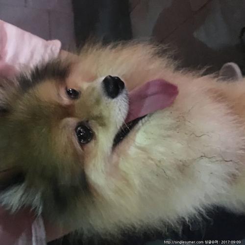 63빌딩앞에서 발견한 강아지입니다.(포메라이안추정)
