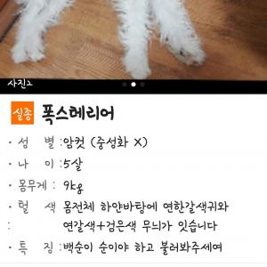 폭스테리어찾습니다 사례금100