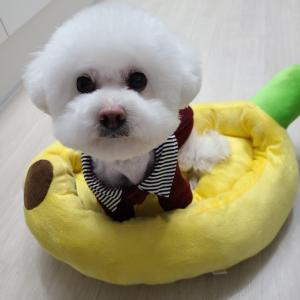 노원구 상계주공13, 14단지 근방/4키로 비숑 찾아요!!!