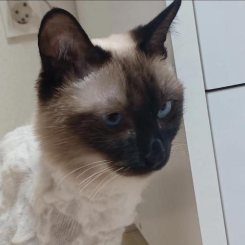 샴 고양이 찾습니다