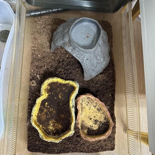 우파루파(화이트핑크), 반수생거북이(페닌슐라), 도둑게(스마일크랩) 무료 분양합니다.