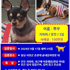 강아지를 찾습니다.