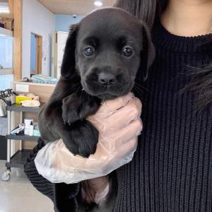 충성심과 온순함을 동시에 가진 견종 2개월령 블랙 래브라도 리트리버 분양보내요~