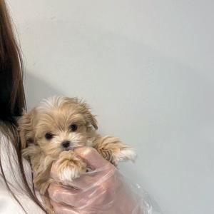 귀여운 파티말티푸 공주님 분양합니다!