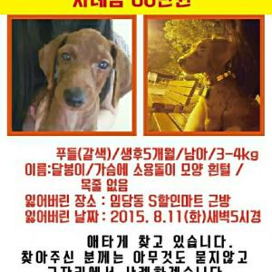 >진갈색 푸들 남아를 찾습니다<