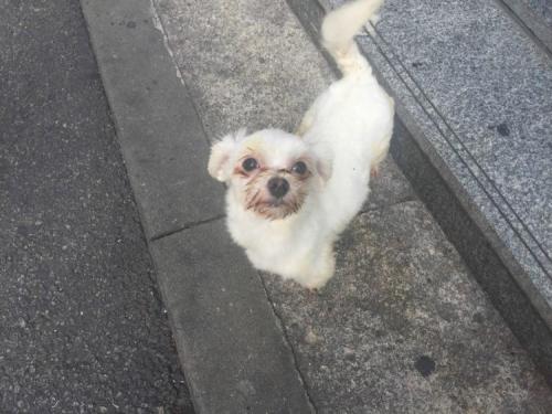 노원구 상계동 부근에서 발견된 말티즈