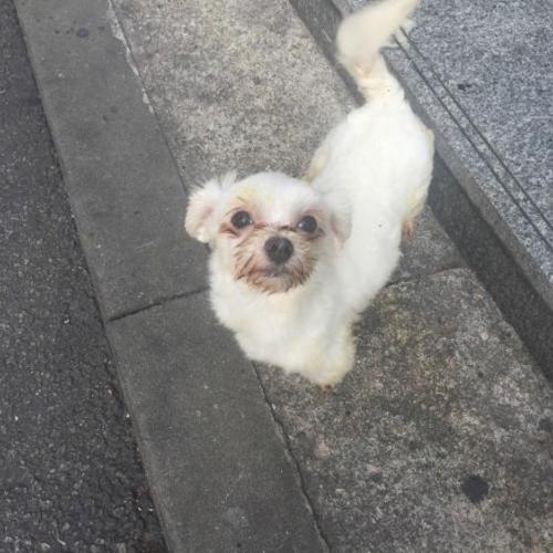 노원구 상계동 부근에서 발견된 말티즈