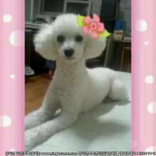 푸들(여아)를 분양합니다