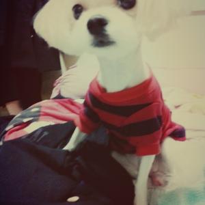 안산시 상록구 한양아파트 근처에서 말티즈 찾아요ㅠ퓨ㅠ 제발 부탁드릴게요