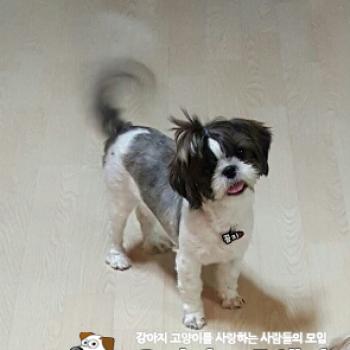 시츄 꼼지 찾아요