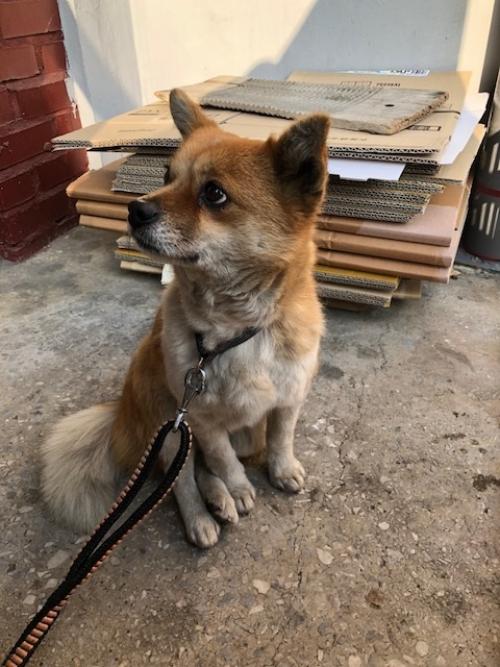 남구 주안4동 믹스견 보호중입니다.