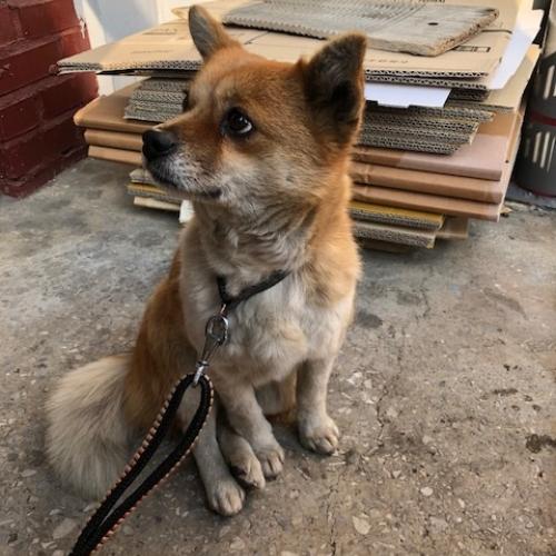 남구 주안4동 믹스견 보호중입니다.