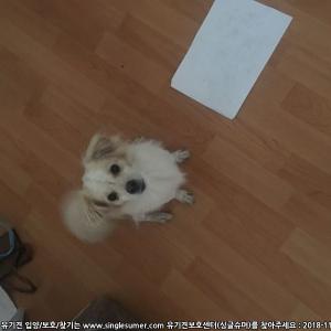 은평구 갈현동에서 실종된 강아지 찾아요(믹스견 하얀색발바리 2마리)