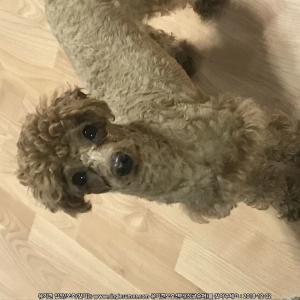 코코를 찾습니다