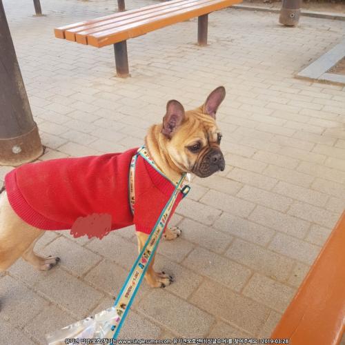 프랜치불독 2018년 2월 남아